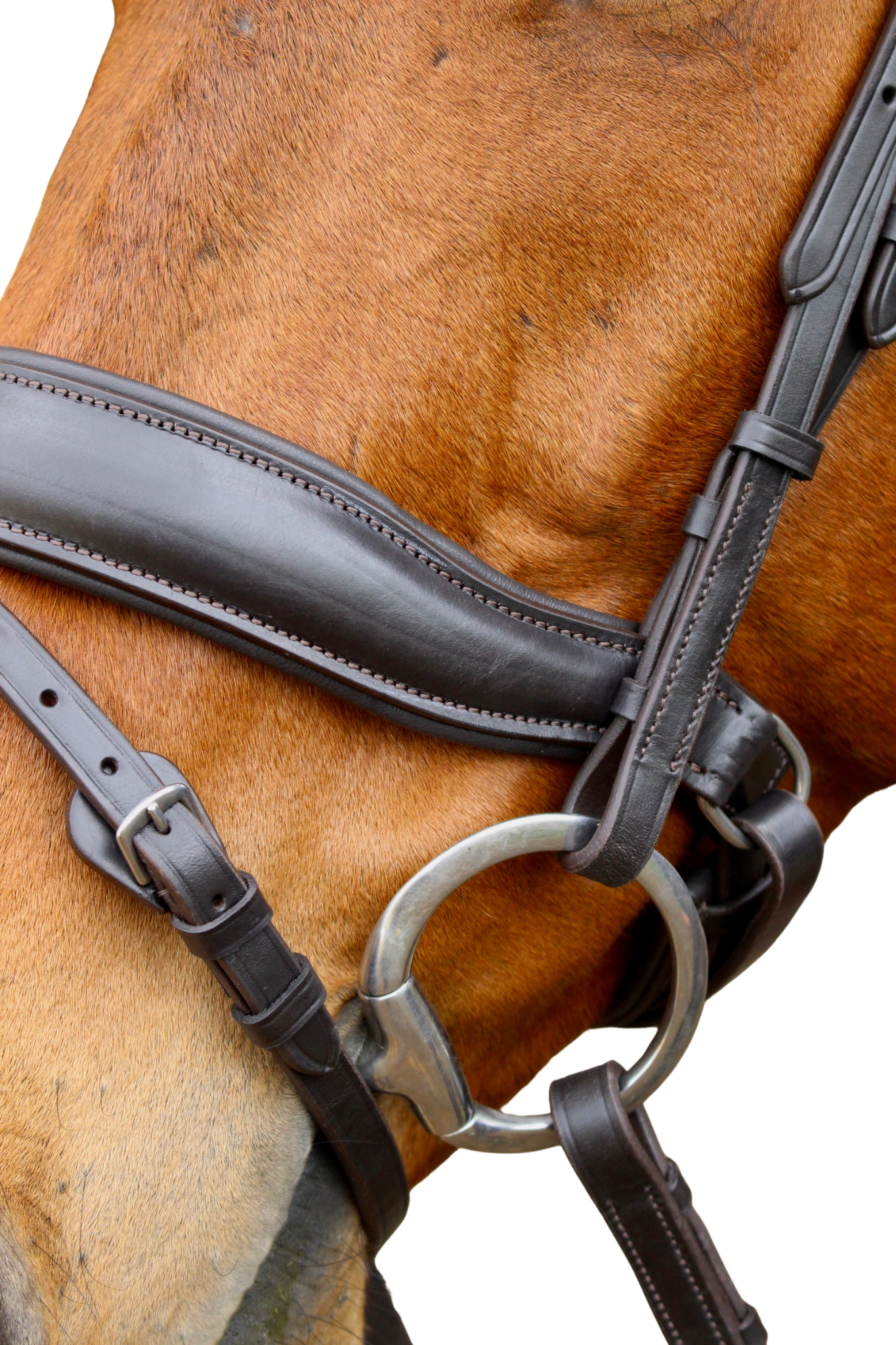 Bridles
