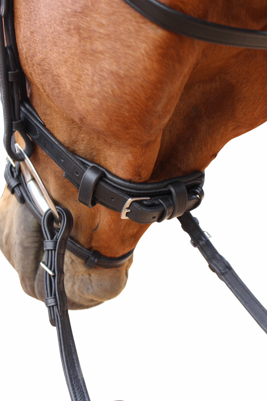 Florence Hanoverian Bridle with Reins - Black