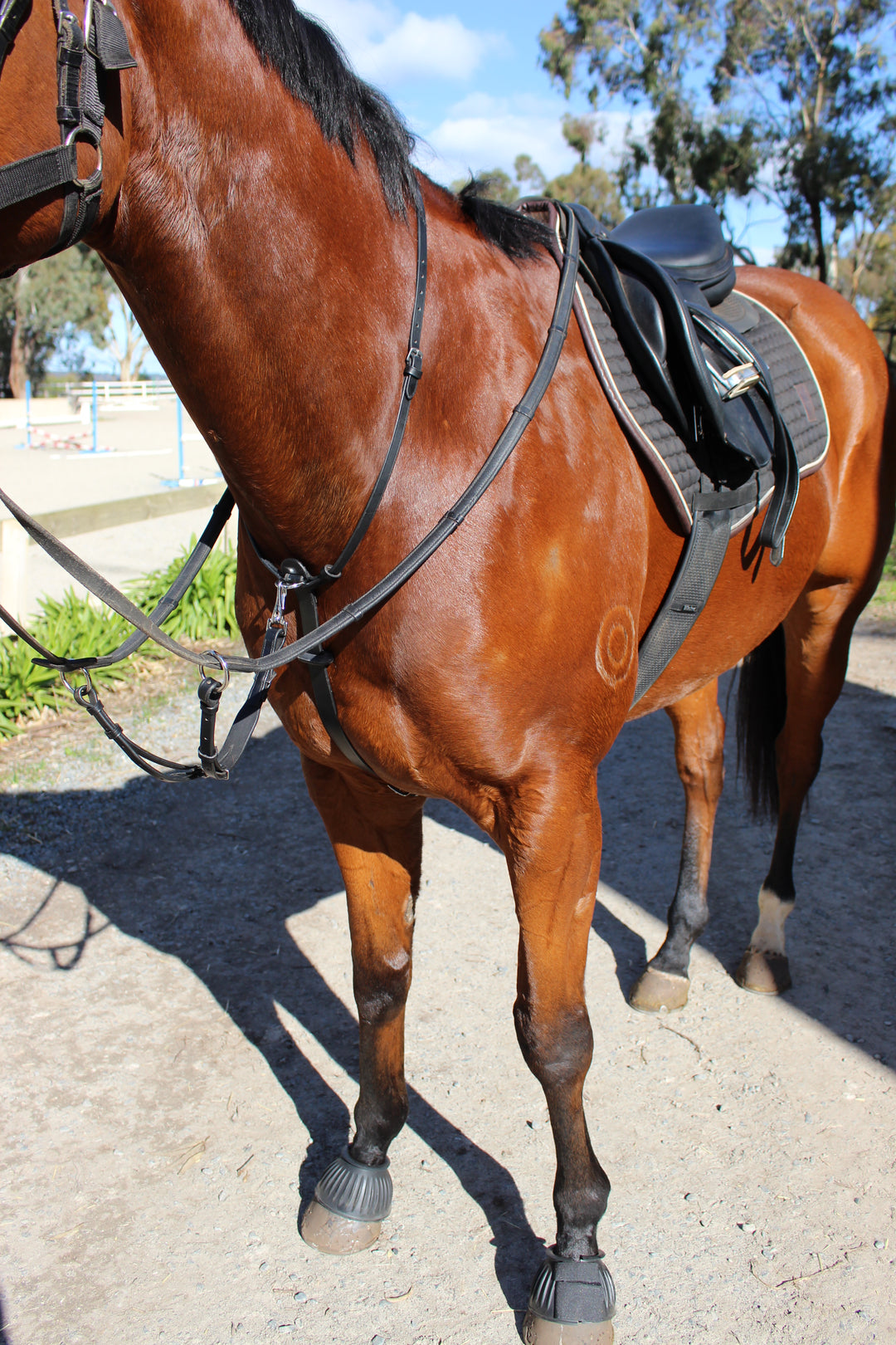 3-in-1 Running Martingale with Clip on Rings