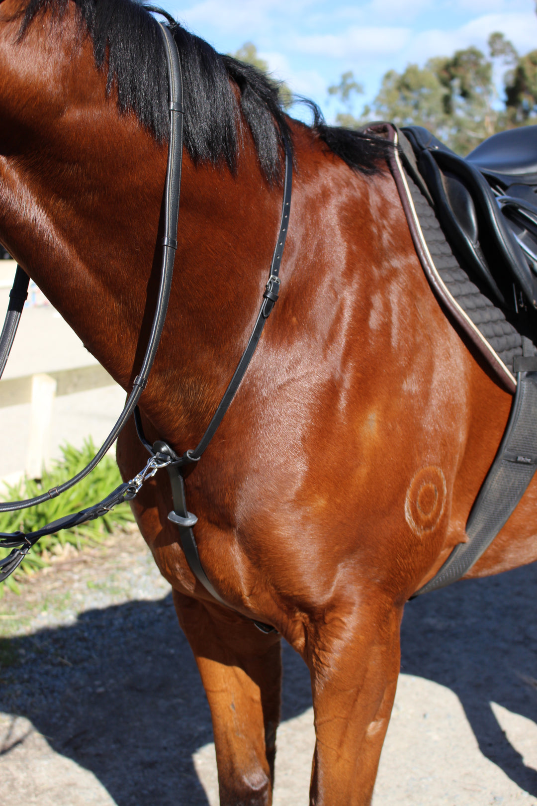 3-in-1 Running Martingale with Clip on Rings