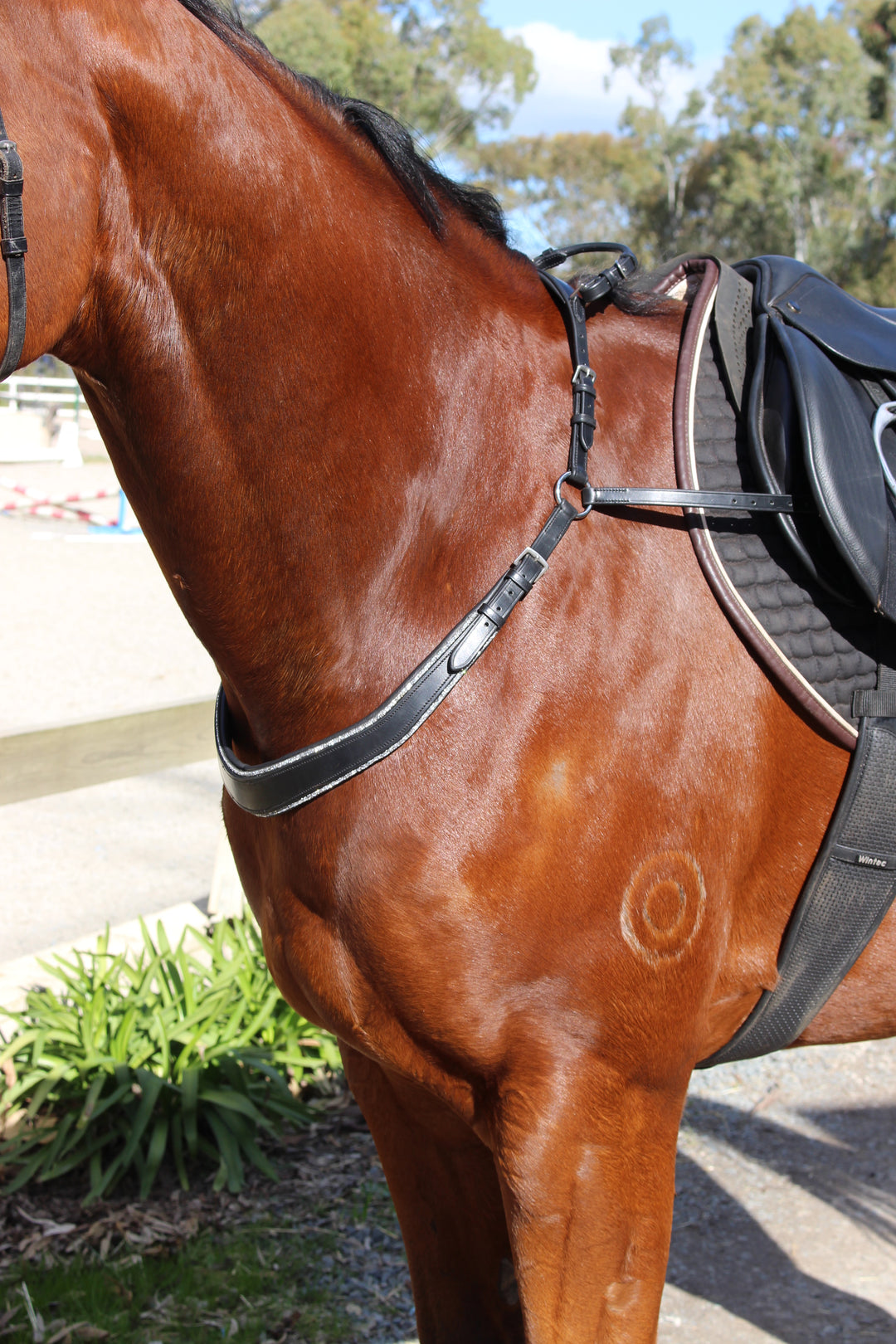 Saddle Co ‘Bling’ Balance Breastplate™- Black Leather with Silver Rhinestone