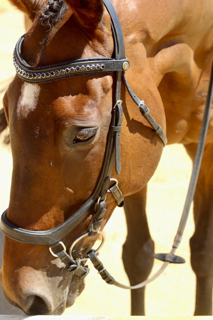 Easy-Click Browband - Eclipse