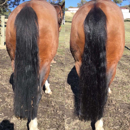 Hairy Pony - 2 in 1 Detangle & Shine Spray